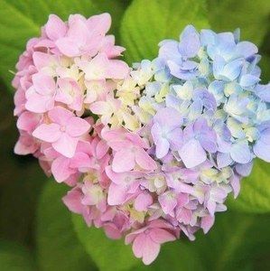 Meet your Posher, Rose